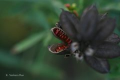 Crotalaria goreensis